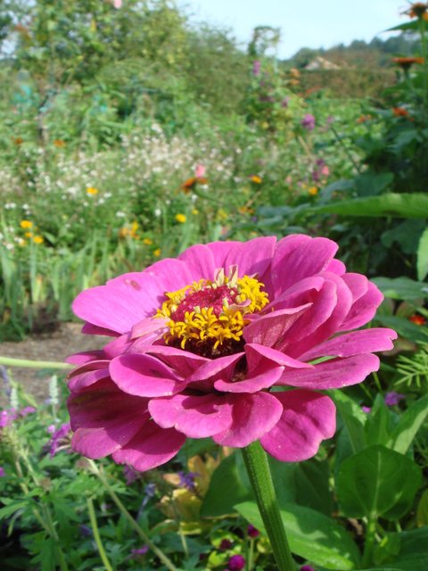 Zinnia elegans